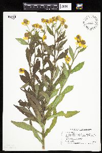 Helenium autumnale image