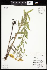 Helenium autumnale image