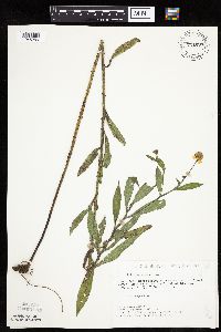 Helenium autumnale image