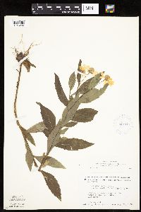 Helenium autumnale image