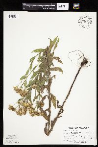 Helenium autumnale image