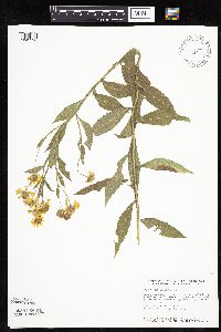 Helenium autumnale image