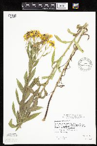 Helenium autumnale image