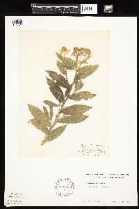 Helenium autumnale image