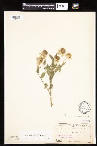 Helenium autumnale image