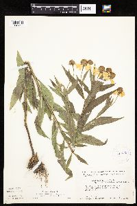 Helenium autumnale image