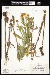 Helenium autumnale image