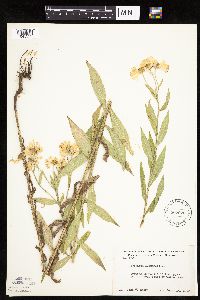 Helenium autumnale image