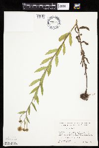 Thumbnail image of current specimen