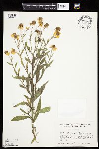 Helenium autumnale image