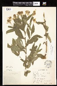thumbnail image of current specimen
