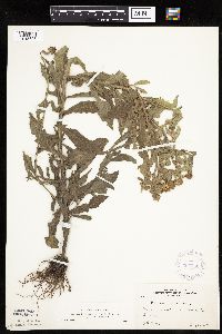 Helenium autumnale image