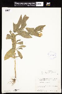 Helenium autumnale image