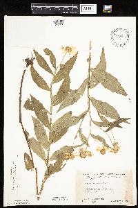 Helenium autumnale image