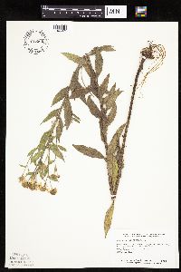 Helenium autumnale image