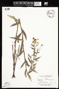 Helenium autumnale image