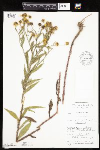 thumbnail image of current specimen