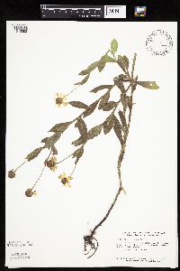 Helenium autumnale image