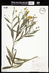 thumbnail image of current specimen