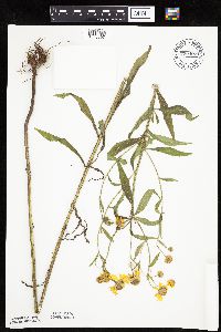 Helenium autumnale image