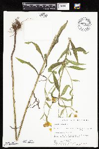 Helenium autumnale image