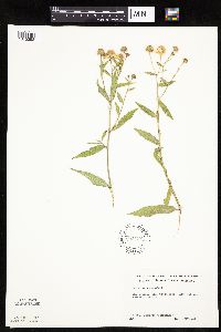 Helenium autumnale image