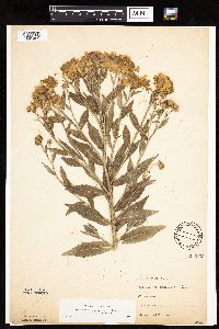 Helenium autumnale image
