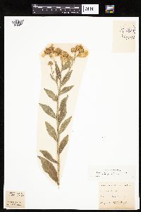 Helenium autumnale image