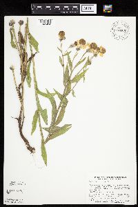 Helenium autumnale image