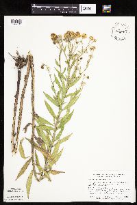 Helenium autumnale image