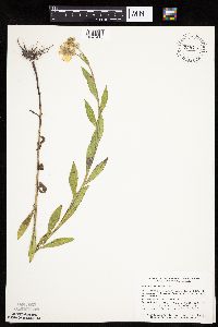 Helenium autumnale image