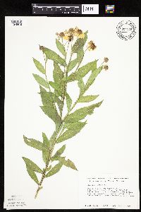 Helenium autumnale image