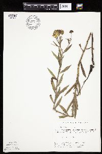 Helenium autumnale image