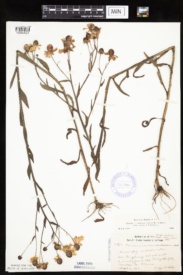 Helenium flexuosum image