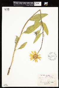 Helianthella quinquenervis image