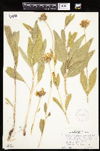 Helianthella quinquenervis image