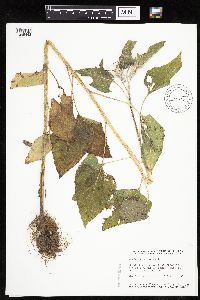 Helianthus annuus image