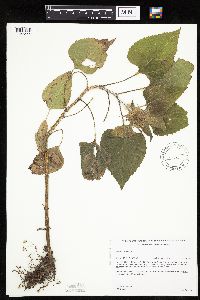 Helianthus annuus image