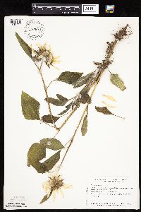 Helianthus annuus image