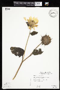 Helianthus annuus image