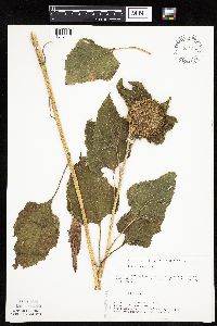 Helianthus annuus image