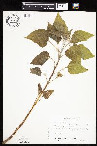 Helianthus annuus image