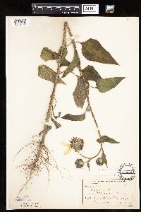 Helianthus annuus image