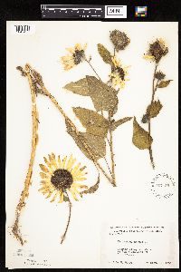 Helianthus annuus image