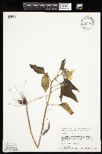 Helianthus annuus image