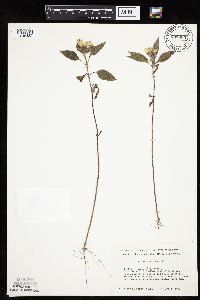 Helianthus annuus image