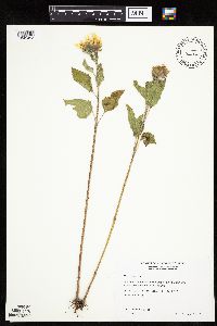 Helianthus annuus image