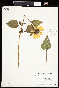 Helianthus annuus image