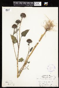 Helianthus annuus image