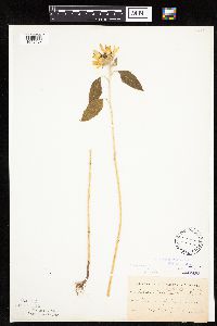 Helianthus annuus image